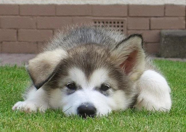 Koleksi gambar anjing Alaska yang paling indah