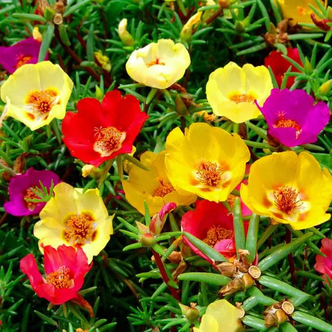 Pictures ten beautiful flowers mean