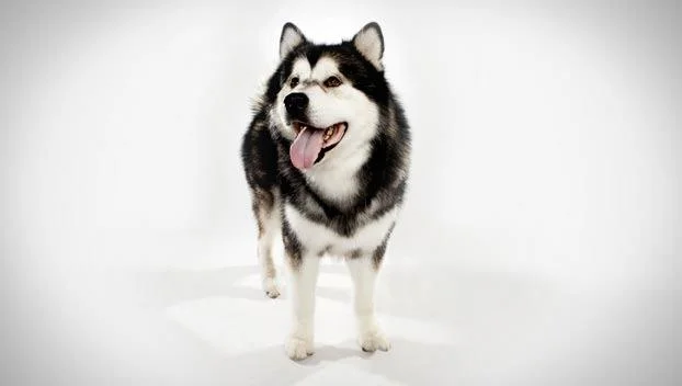 Koleksi gambar anjing Alaska yang paling indah