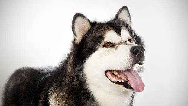 Koleksi gambar anjing Alaska yang paling indah
