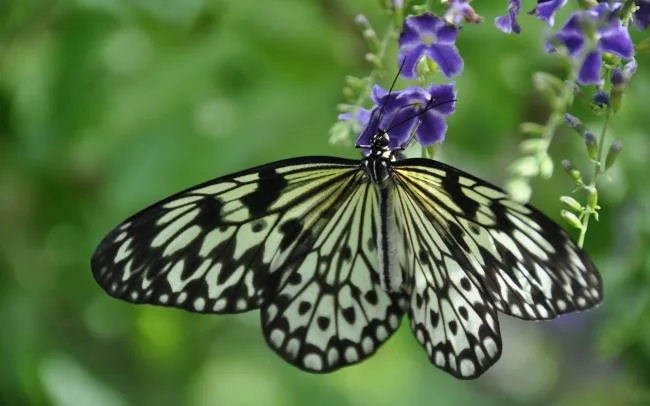 Kelebeklerin güzel duvar kağıtları olarak üst görüntüleri