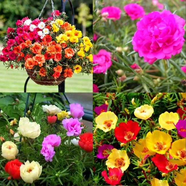 Pictures ten beautiful flowers mean