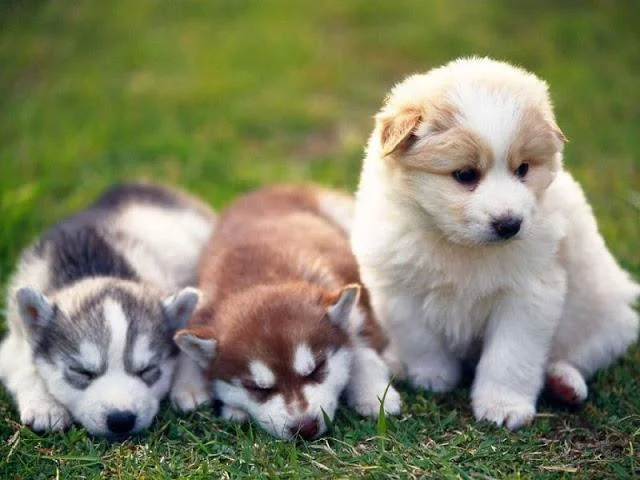 Koleksi gambar anjing Alaska yang paling indah