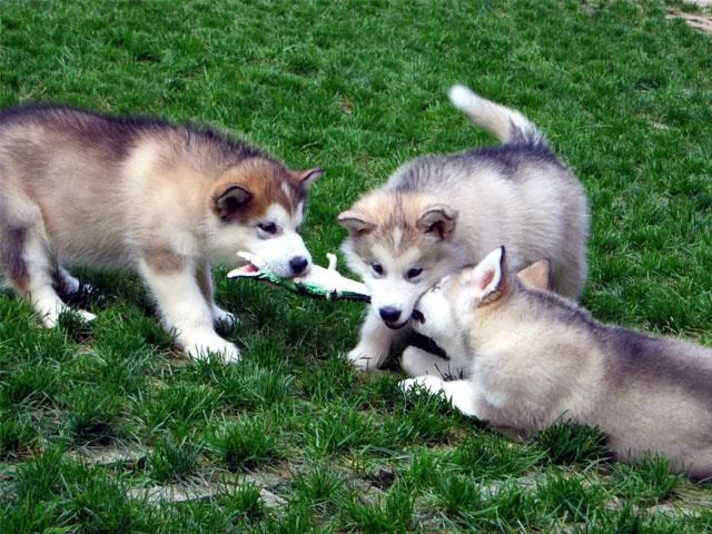 Koleksi gambar anjing Alaska yang paling indah