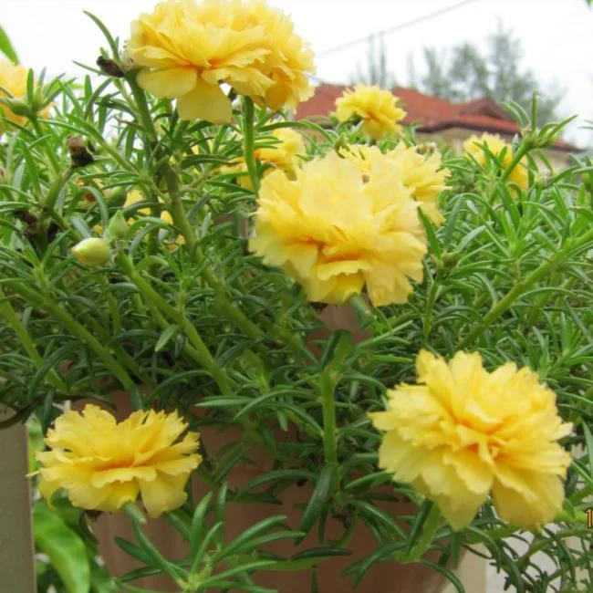 Pictures ten beautiful flowers mean