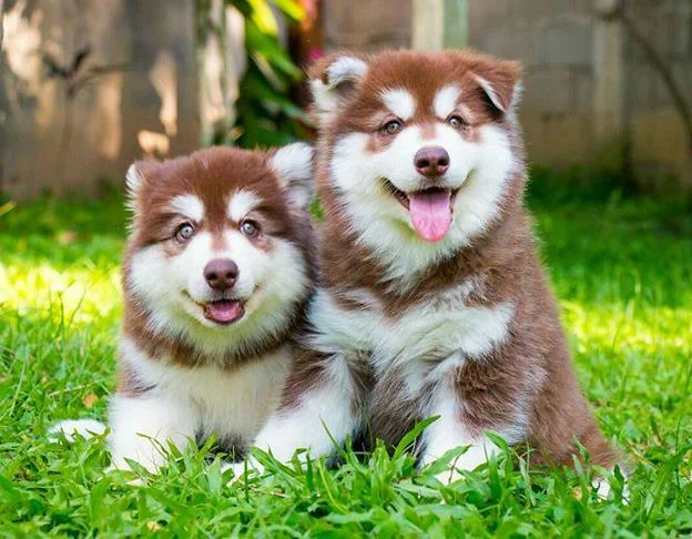 Koleksi gambar anjing Alaska yang paling indah