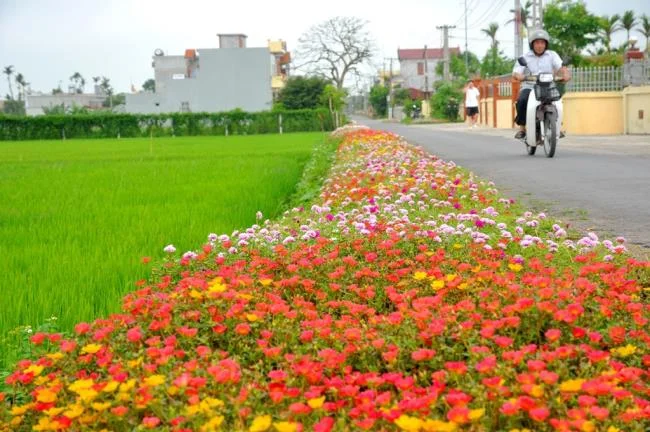 Pictures ten beautiful flowers mean