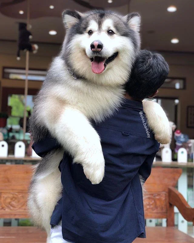 Koleksi gambar anjing Alaska yang paling indah