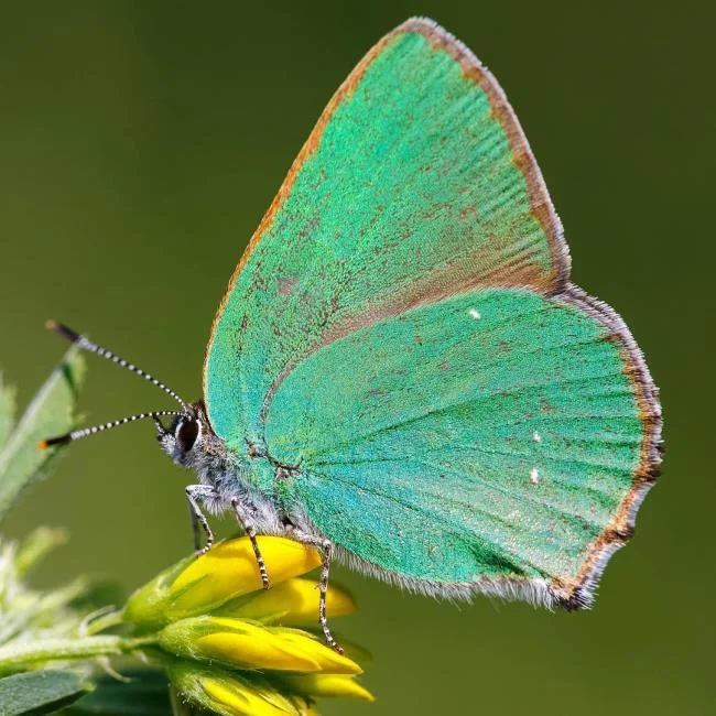Kelebeklerin güzel duvar kağıtları olarak üst görüntüleri