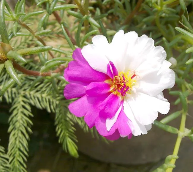 Pictures ten beautiful flowers mean