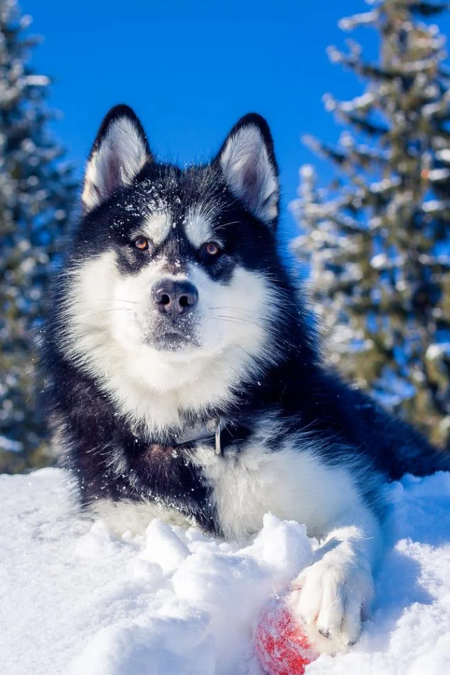 Koleksi gambar anjing Alaska yang paling indah