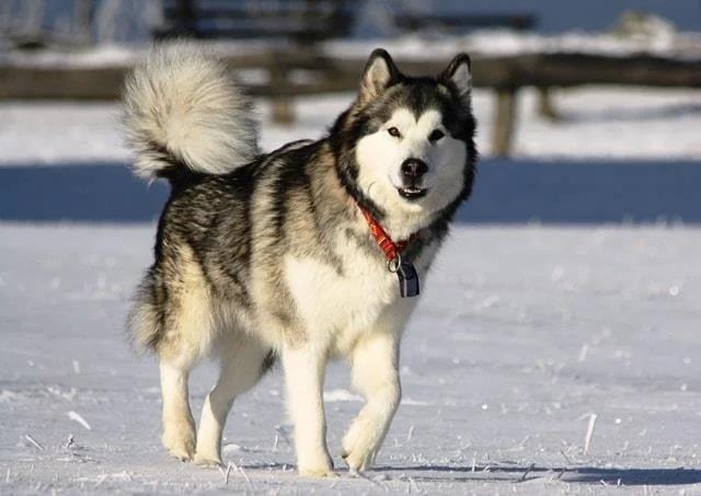 Koleksi gambar anjing Alaska yang paling indah