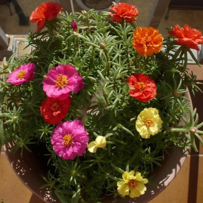 Pictures ten beautiful flowers mean