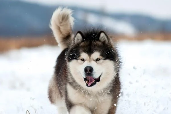 Koleksi gambar anjing Alaska yang paling indah