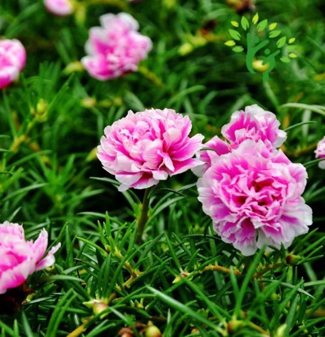 Pictures ten beautiful flowers mean