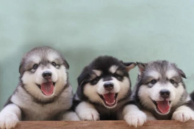 Koleksi gambar anjing Alaska yang paling indah