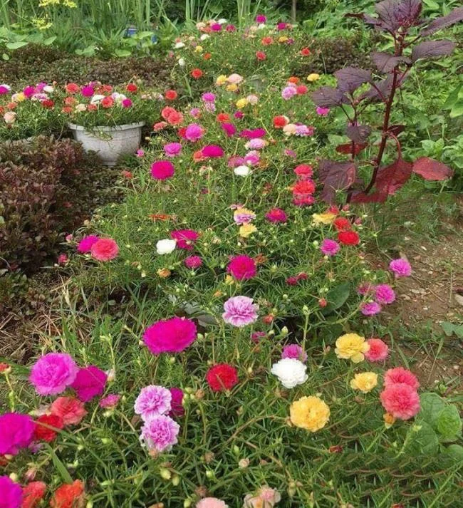 Pictures ten beautiful flowers mean