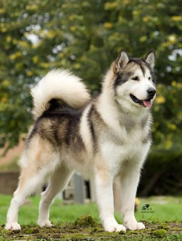 Koleksi gambar anjing Alaska yang paling indah