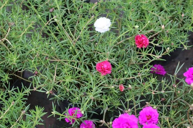 Pictures ten beautiful flowers mean