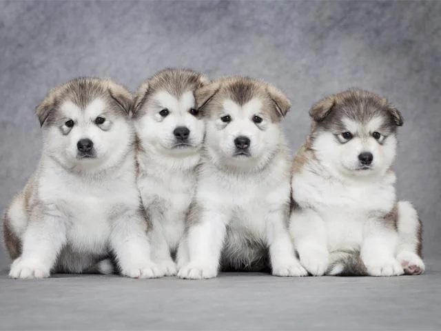 Koleksi gambar anjing Alaska yang paling indah