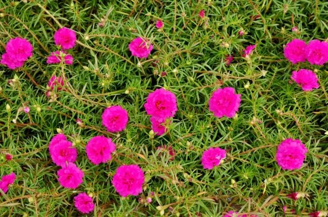 Pictures ten beautiful flowers mean