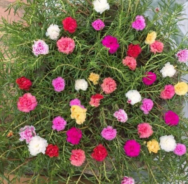 Pictures ten beautiful flowers mean