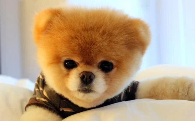 Gambar anak anjing comel sebagai kertas dinding yang indah