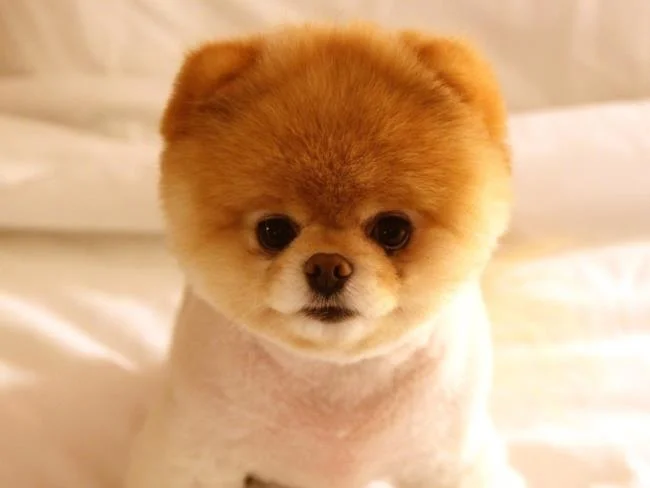 Gambar anak anjing comel sebagai kertas dinding yang indah