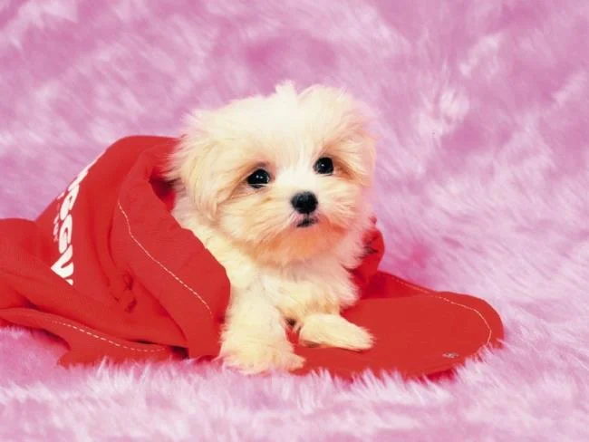 Gambar anak anjing comel sebagai kertas dinding yang indah