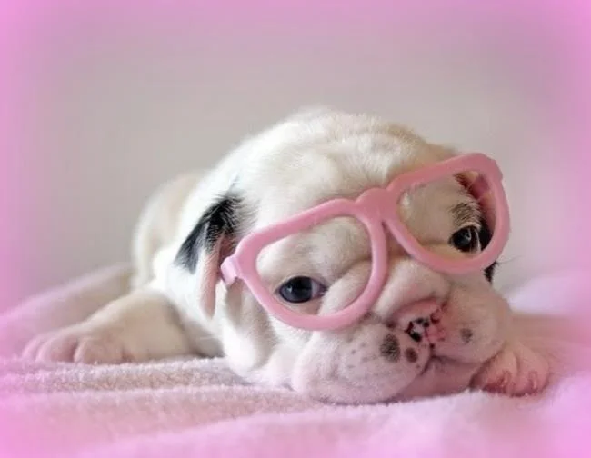 Gambar anak anjing comel sebagai kertas dinding yang indah
