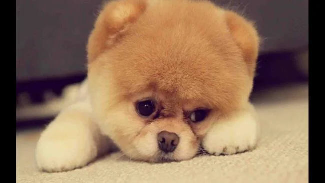 Gambar anak anjing comel sebagai kertas dinding yang indah