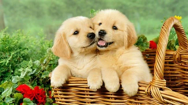 Gambar anak anjing comel sebagai kertas dinding yang indah