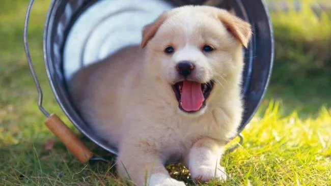 Gambar anak anjing comel sebagai kertas dinding yang indah