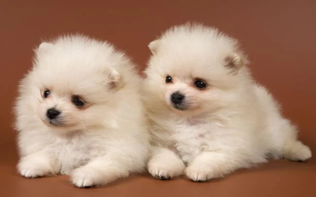 Gambar anak anjing comel sebagai kertas dinding yang indah