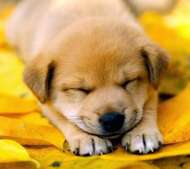 Gambar anak anjing comel sebagai kertas dinding yang indah