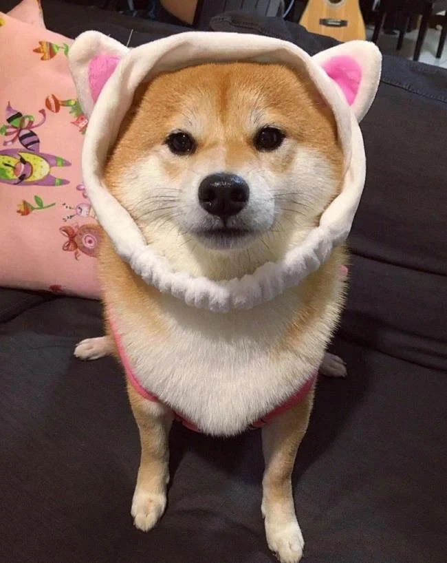 Gambar anak anjing comel sebagai kertas dinding yang indah