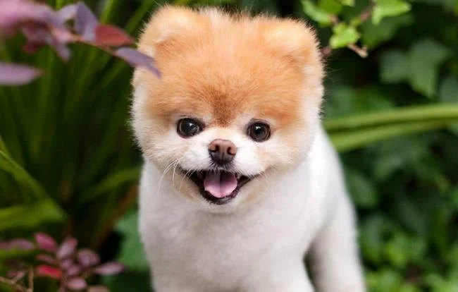 Gambar anak anjing comel sebagai kertas dinding yang indah