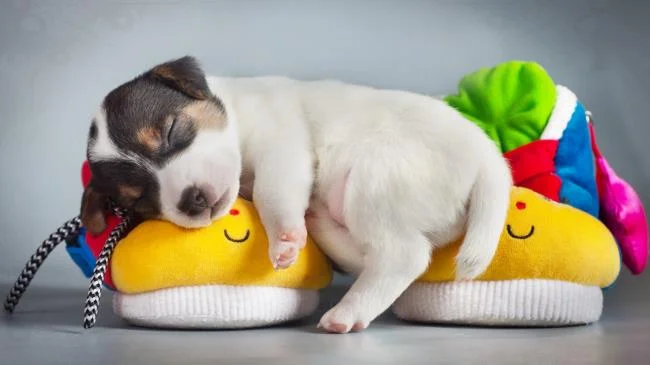 Gambar anak anjing comel sebagai kertas dinding yang indah