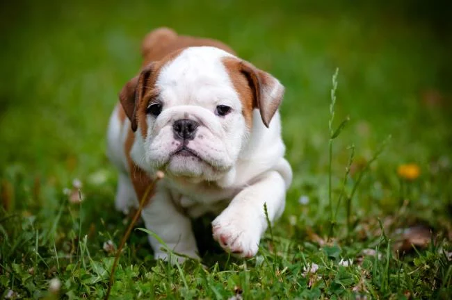 Gambar anak anjing comel sebagai kertas dinding yang indah