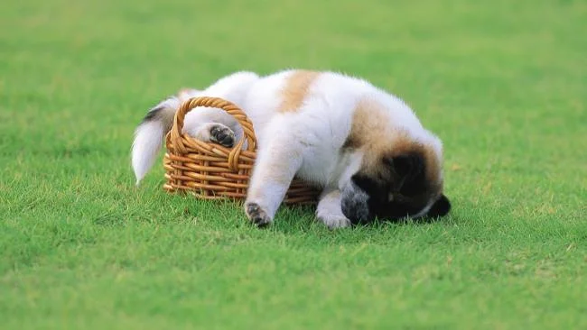 Gambar anak anjing comel sebagai kertas dinding yang indah