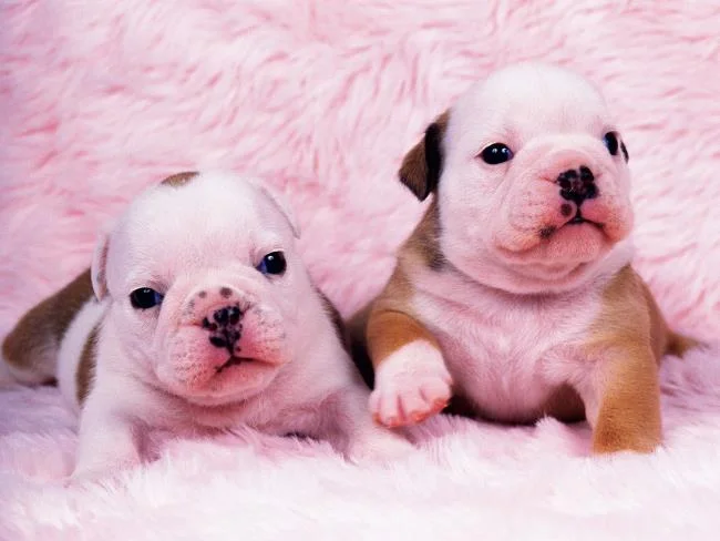 Gambar anak anjing comel sebagai kertas dinding yang indah