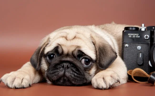 Gambar anak anjing comel sebagai kertas dinding yang indah