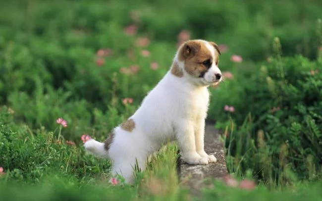 Gambar anak anjing comel sebagai kertas dinding yang indah
