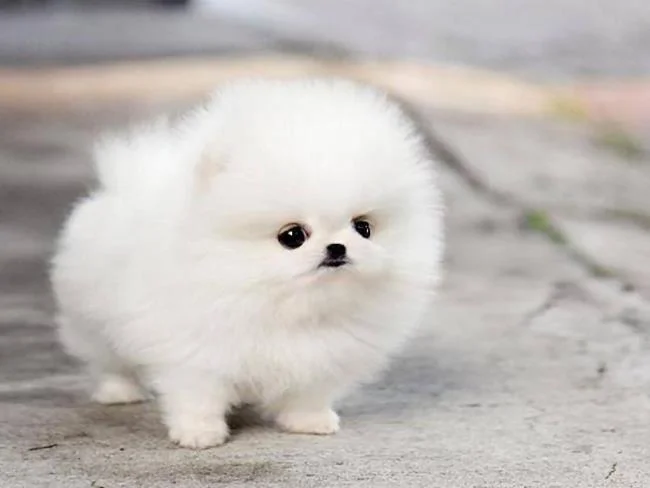 Gambar anak anjing comel sebagai kertas dinding yang indah