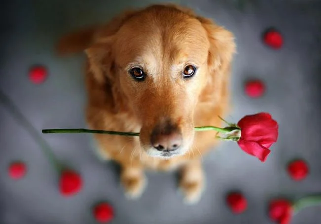 Gambar anak anjing comel sebagai kertas dinding yang indah