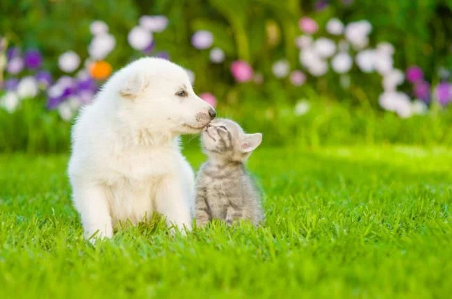 Gambar anak anjing comel sebagai kertas dinding yang indah