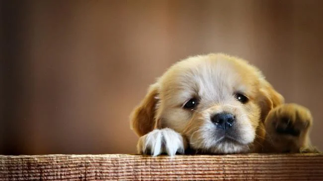 Gambar anak anjing comel sebagai kertas dinding yang indah