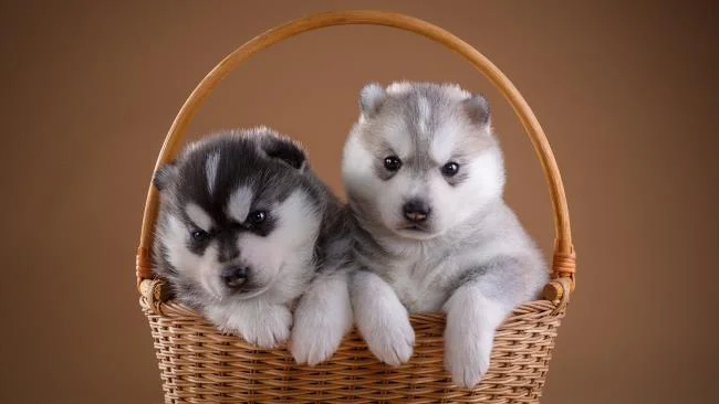 Gambar anak anjing comel sebagai kertas dinding yang indah