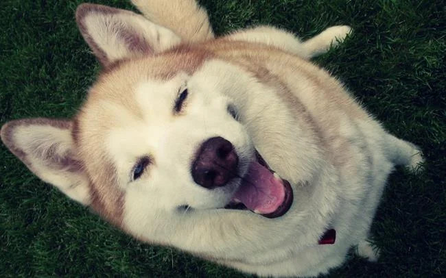 Gambar anak anjing comel sebagai kertas dinding yang indah