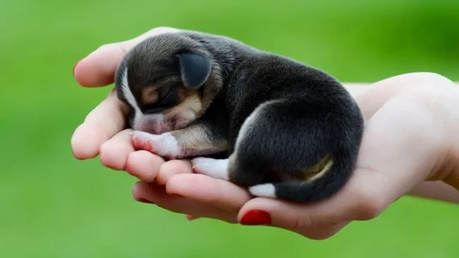 Gambar anak anjing comel sebagai kertas dinding yang indah